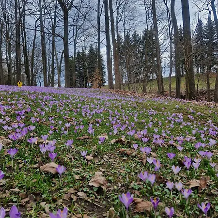 Fewobaerenstein Lejlighed *